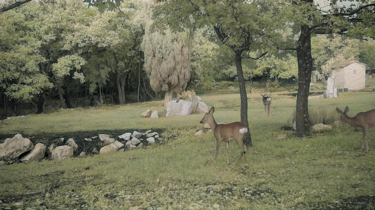 Cottage Al Merlo Olivo بوجي المظهر الخارجي الصورة