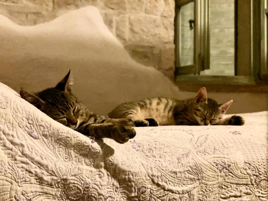 Cottage Al Merlo Olivo بوجي المظهر الخارجي الصورة