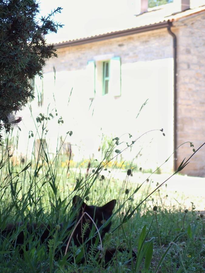 Cottage Al Merlo Olivo بوجي المظهر الخارجي الصورة