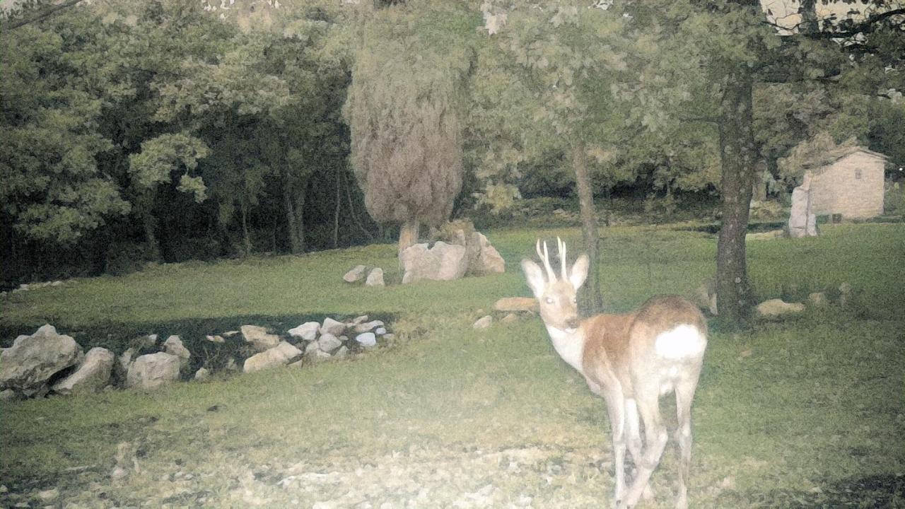 Cottage Al Merlo Olivo بوجي المظهر الخارجي الصورة